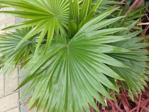 Saw palmetto a jeho účinky